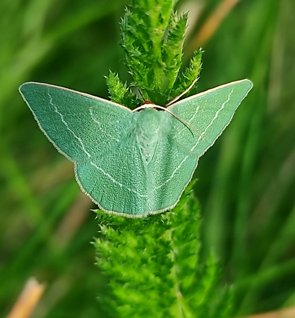 Chlorissa viridata - üdezöld araszoló