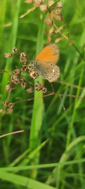 Coenonympha glycerion - közönséges szénalepke