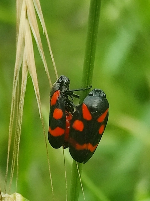 Cercopis sanguinolenta