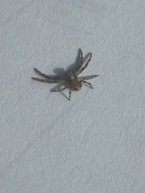 Xysticus