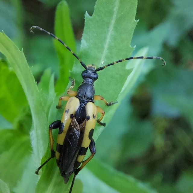 Rutpela maculata - tarkacsápú karcsúcincér