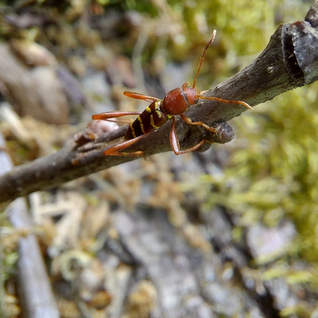 Neoclytus acuminatus - amerikai darázscincér