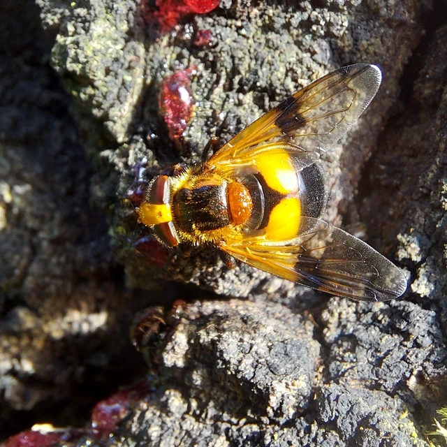 Volucella inflata - kis pihelégy