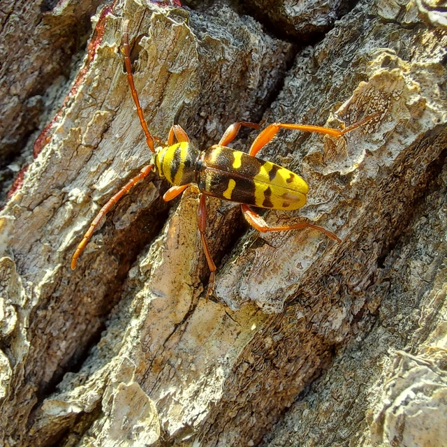 Plagionotus detritus - sárgafarú darázscincér