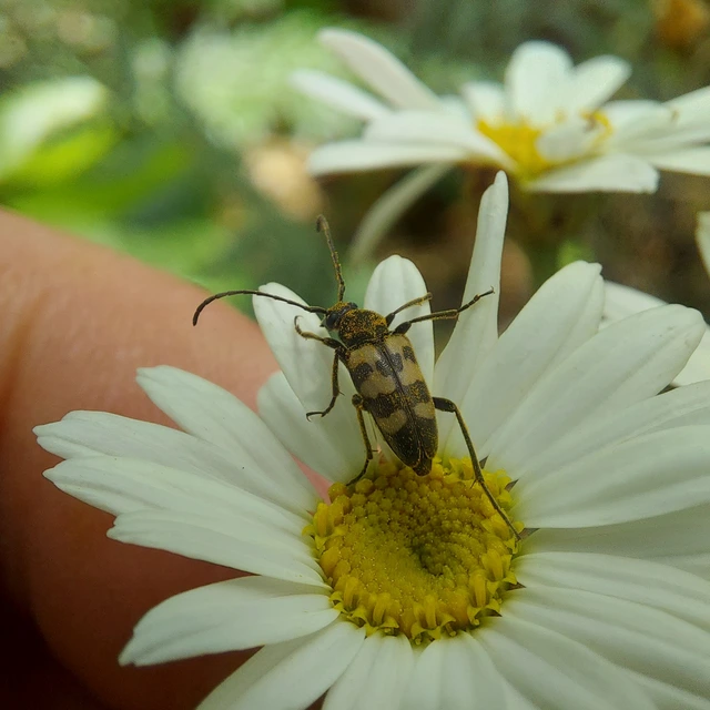 Pachytodes erraticus - rajzos virágcincér