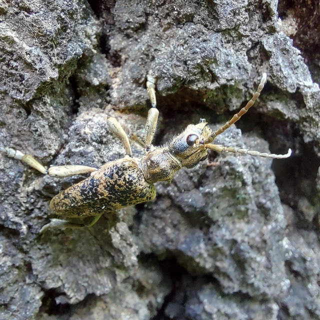 Rhagium sycophanta - tölgyes-tövisescincér