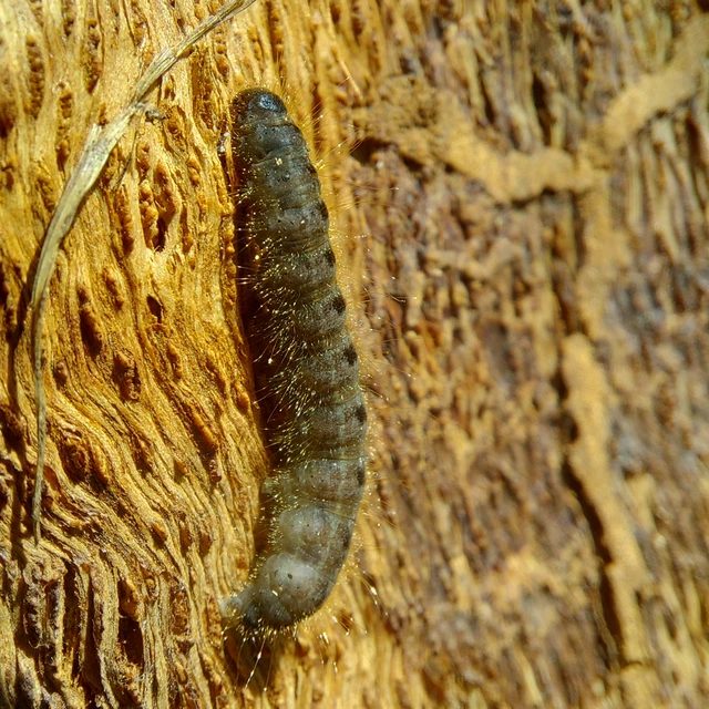 Conistra rubiginea - vörös őszibagoly