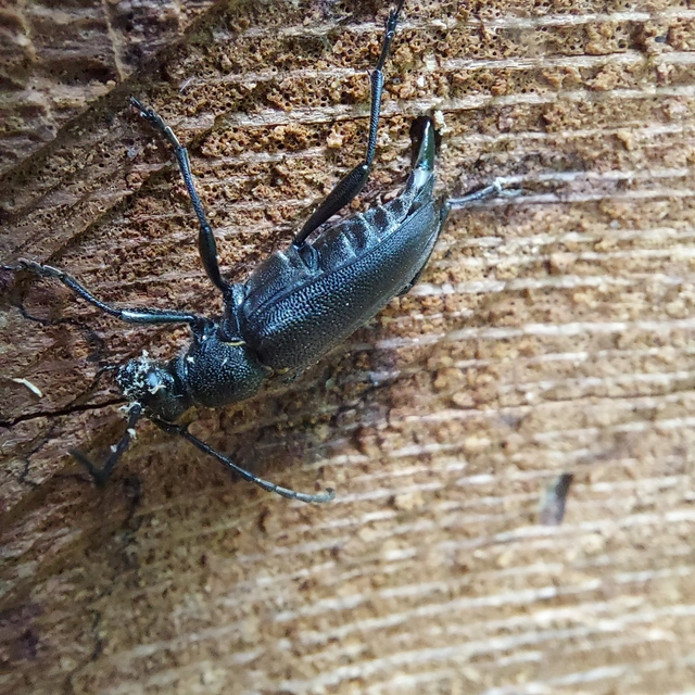 Stictoleptura scutellata - hegyi virágcincér