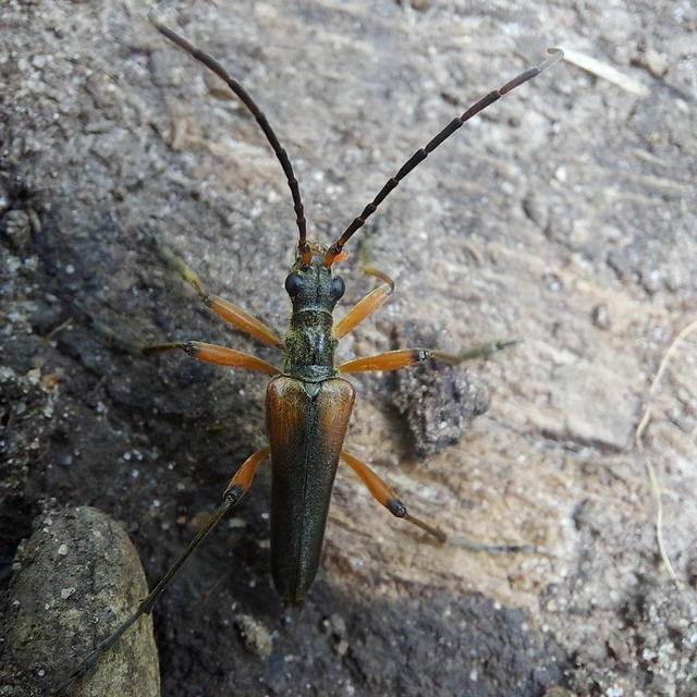 Stenocorus meridianus - fűz-gyökércincér