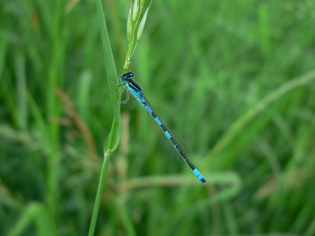 Coenagrion scitulum - mediterrán légivadász