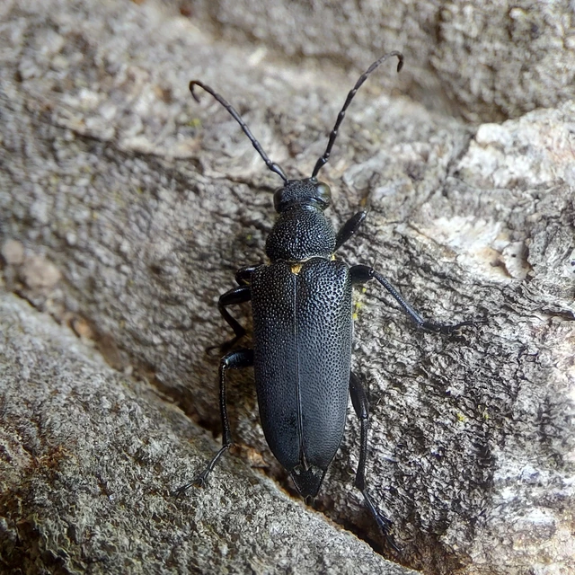Stictoleptura scutellata - hegyi virágcincér