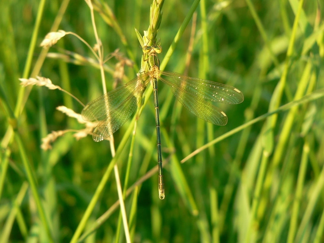 Lestes barbarus - foltosszárnyjegyű rablószitakötő