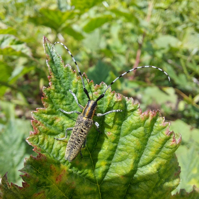 Agapanthia villosoviridescens - fehérgyűrűs bogáncscincér