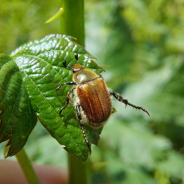Chaetopteroplia segetum - rozsszipoly