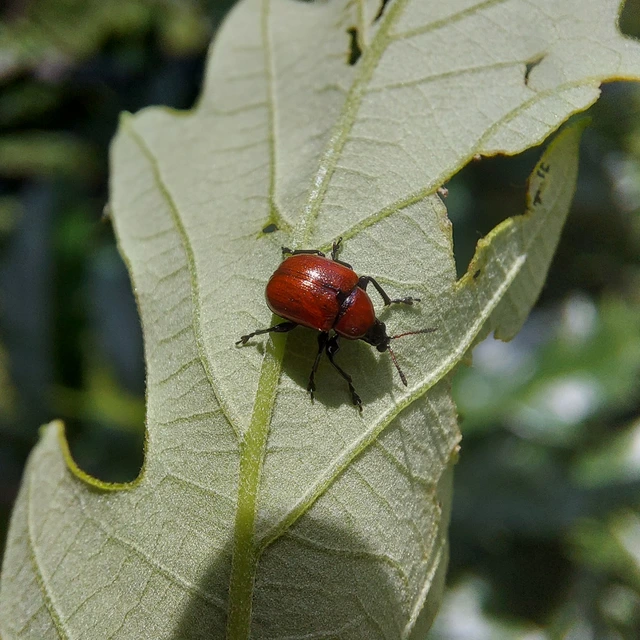 Attelabus nitens - tölgy-levélsodró