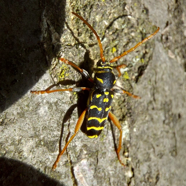 Plagionotus arcuatus - bársonyos darázscincér