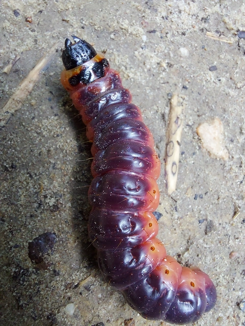 Cossus cossus - fűzfarontólepke