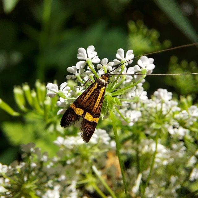 Nemophora degeerella - pompás tőrösmoly