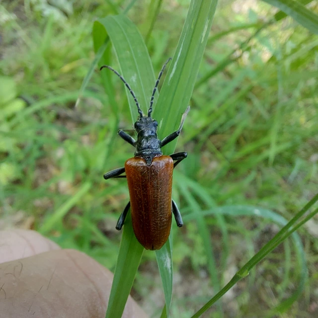 Stenocorus quercus - tölgy-gyökércincér