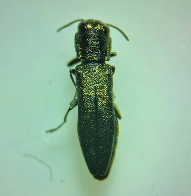 Agrilus angustulus - közönséges karcsúdíszbogár