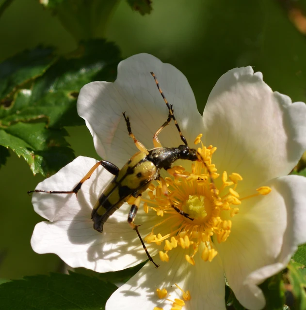 Rutpela maculata - tarkacsápú karcsúcincér
