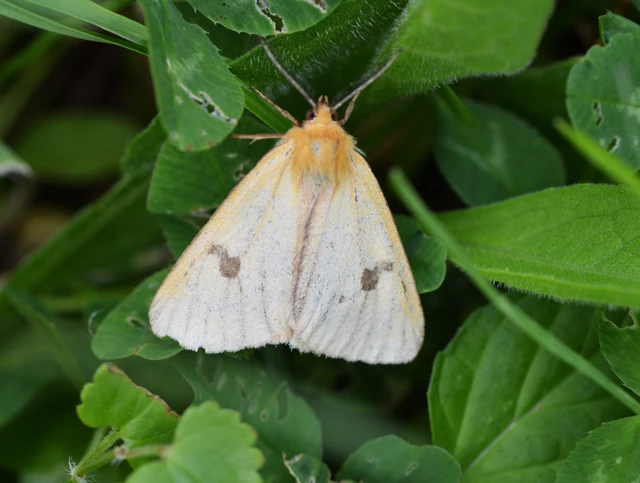 Diacrisia sannio - vörösszélű medvelepke
