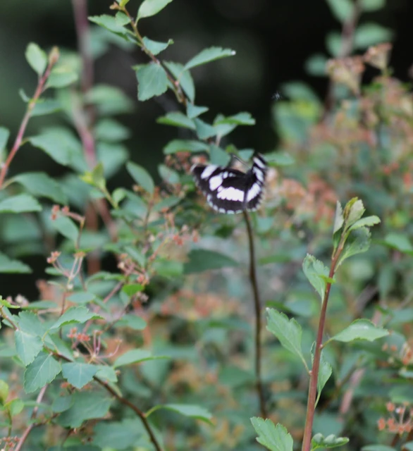Neptis rivularis - nagy fehérsávoslepke