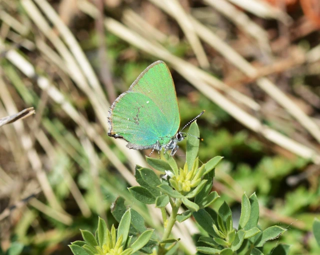 Callophrys rubi - zöldfonákú lepke