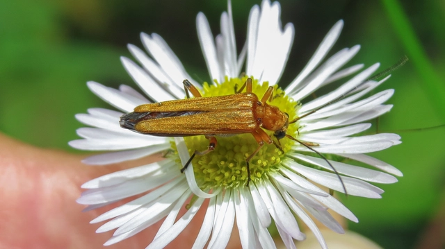 Oedemera podagrariae - székfű-álcincér