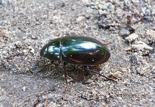 Hydrochara caraboides - kis csibor