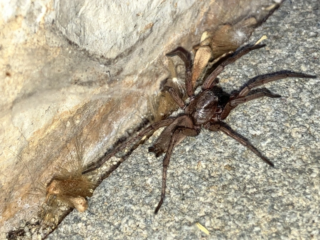 Drassodes/Drassodex
