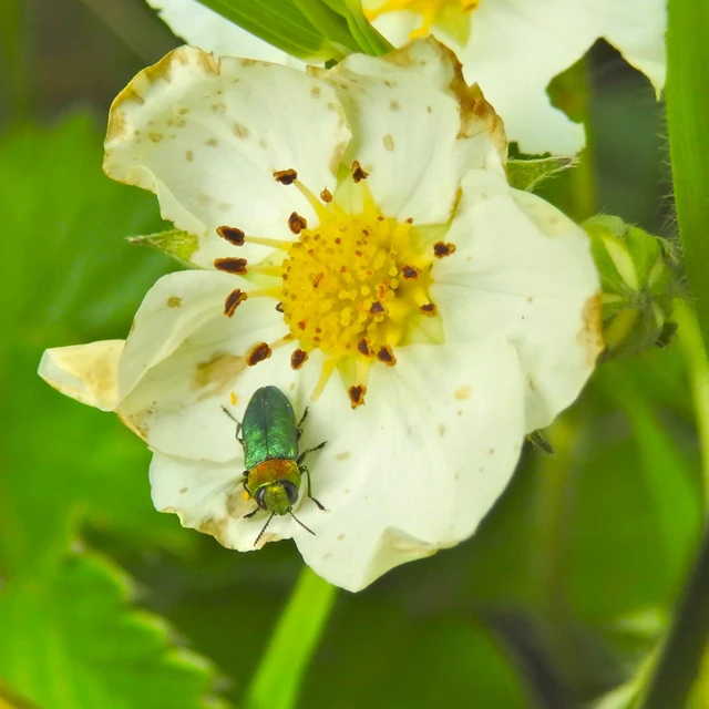 Anthaxia nitidula - ragyogó virágdíszbogár