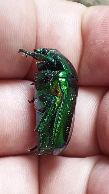 Protaetia speciosissima - pompás virágbogár