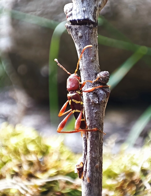 Neoclytus acuminatus - amerikai darázscincér