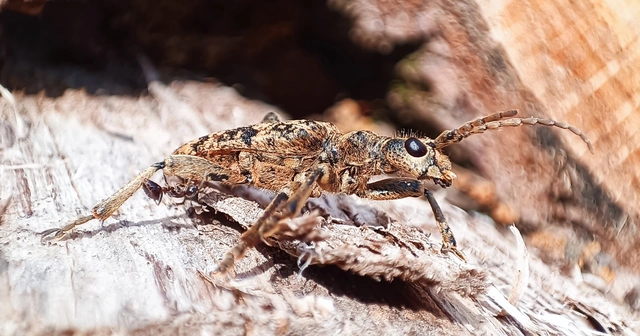Rhagium sycophanta - tölgyes-tövisescincér
