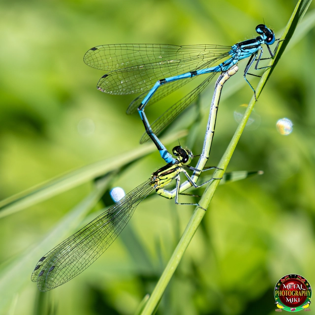 Coenagrion puella - azúrkék légivadász