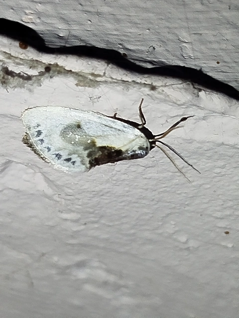 Cilix glaucata - törpe sarlósszövő