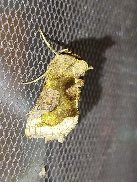Diachrysia chrysitis - aranybagoly