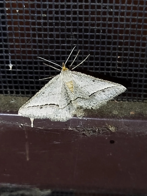 Tephrina arenacearia - lucerna-araszoló