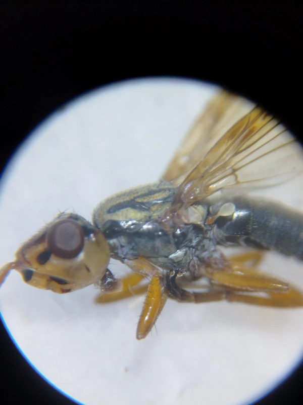 Dorycera graminum