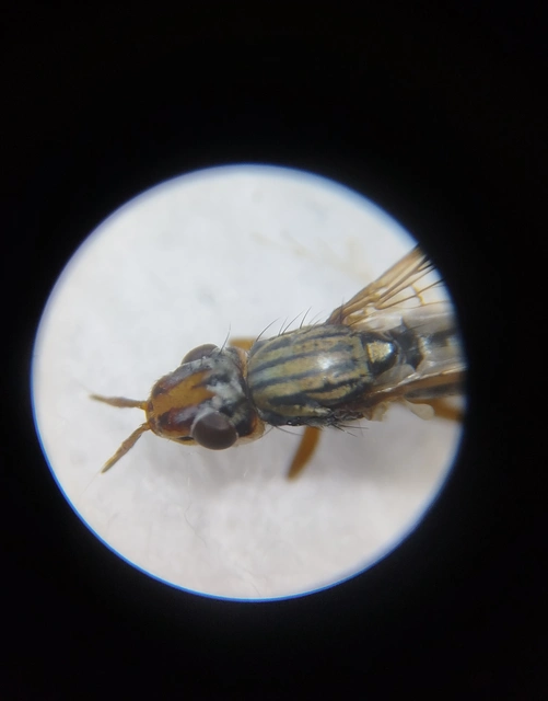 Dorycera graminum