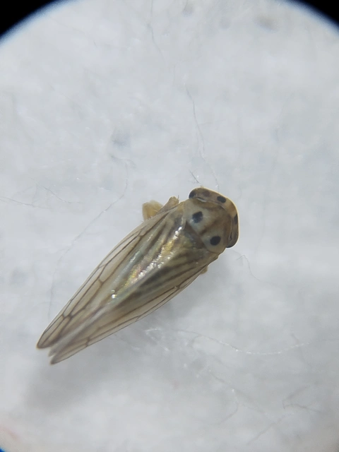 Austroagallia sinuata