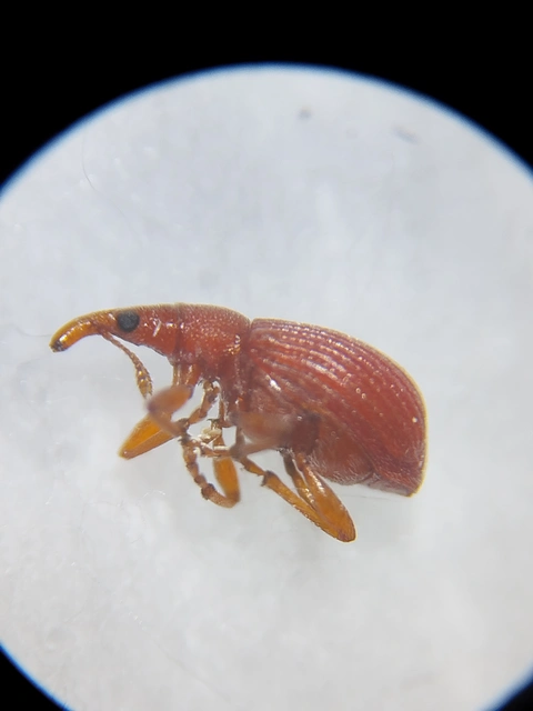 Apion frumentarium - vörös cickányormányos