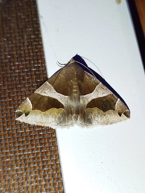 Dysgonia algira - déli porcelánbagoly