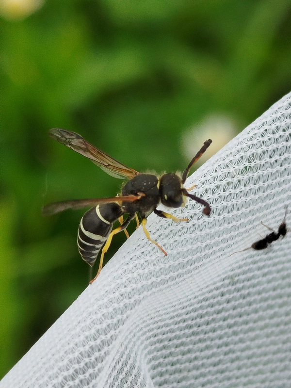 Odynerus melanocephalus
