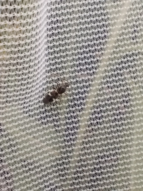 Systellonotus triguttatus - ezüstcsíkos mezeipoloska