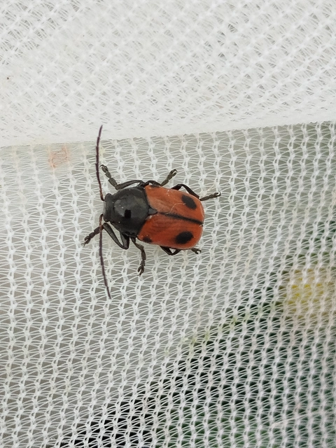Cryptocephalus bipunctatus - kétpettyes zömökbogár