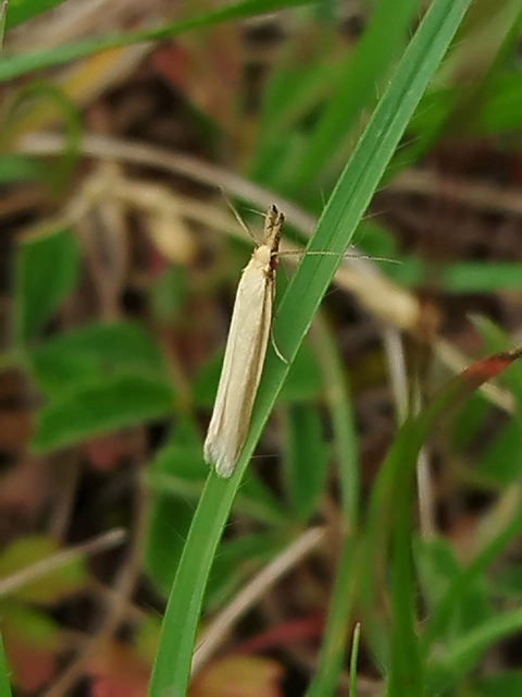 Pleurota