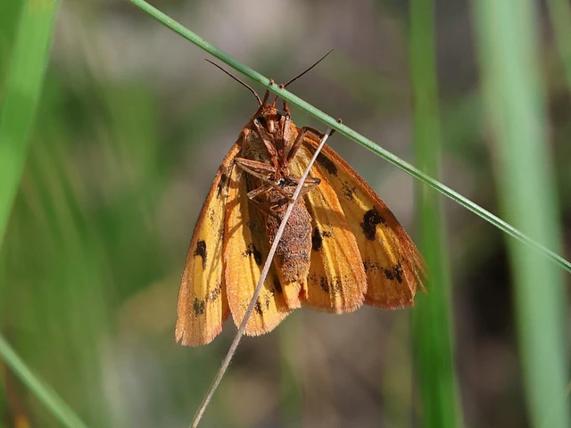 Diacrisia sannio - vörösszélű medvelepke