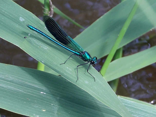 Calopteryx splendens - sávos szitakötő